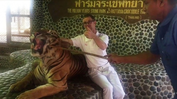 Toát mồ hôi cảnh đứng cạnh chọc gậy trăm lần vào mặt hổ dữ ở Thái Lan