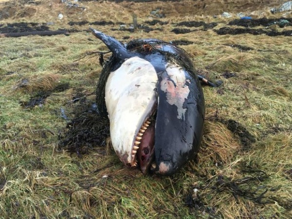 Anh: Cuồng phong cuốn cá voi sát thủ vào đất liền 50m
