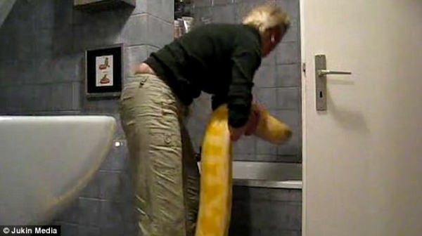 Video: Đem trăn khổng lồ vào nhà tắm như thú cưng