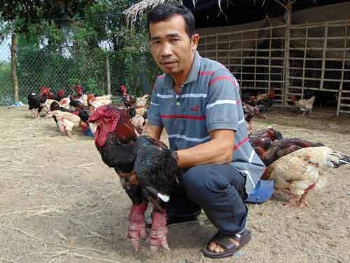 Gần Tết, gà tiến vua Đồng Tháp 400.000 đồng/kg mà vẫn "cháy" hàng