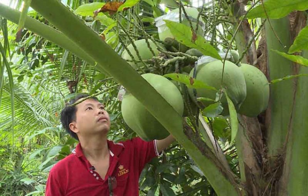 Vĩnh Long: Giảng viên trẻ thành công với nghề trồng dừa dứa hồ lô