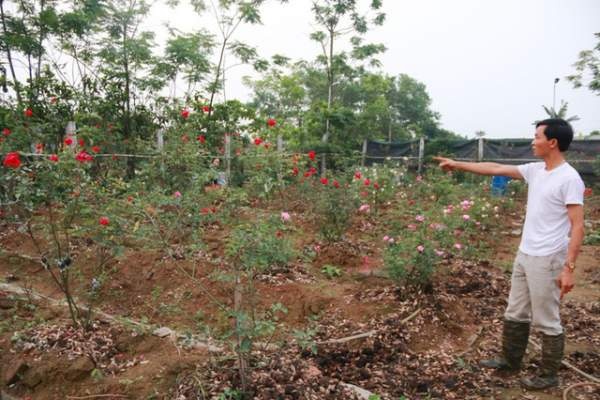 Ngắm vườn hồng cổ “nghìn người mê” của anh nông dân Ninh Bình
