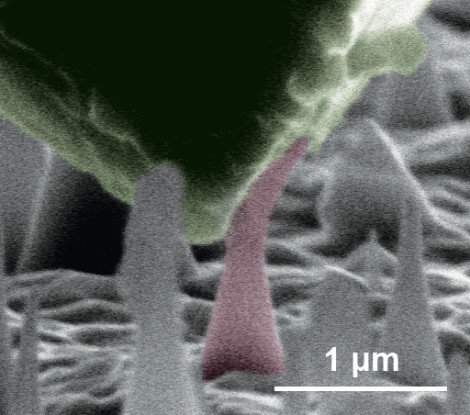 Các nhà khoa học tạo ra kim cương dạng sợi nano, có thể bẻ cong mà không lo bị gãy