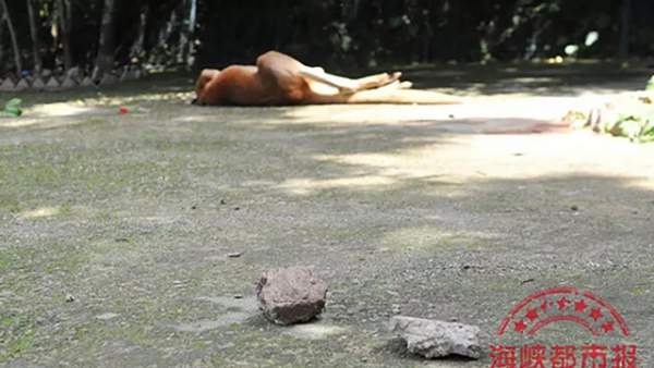 Phẫn nộ du khách Trung Quốc ném gạch chết chuột túi trong sở thú