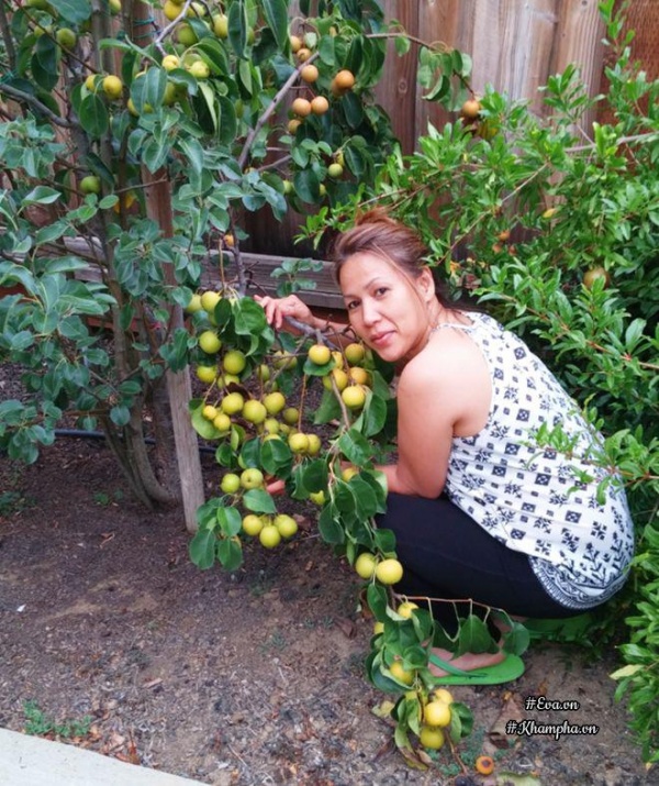 "Lạc lối" trong vườn cây ăn quả rộng 500m² sai trĩu trịt của mẹ Việt ở Mỹ