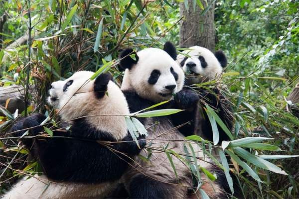 3 loài linh vật này của Trung Quốc sẽ biến mất vĩnh viễn nếu không có gì thay đổi