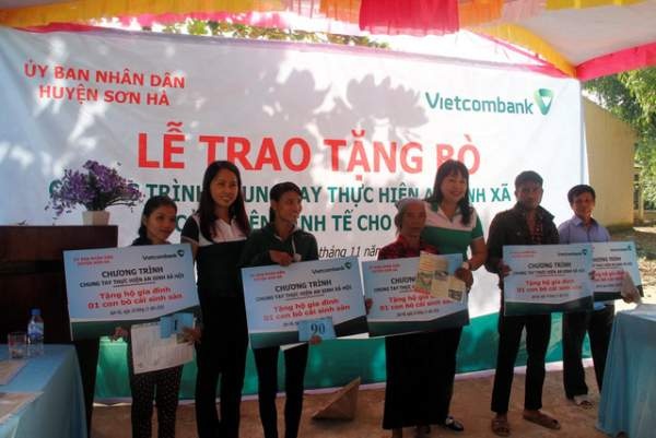 Vietcombank Quảng Ngãi tài trợ 100 con bò giống cho các hộ nghèo