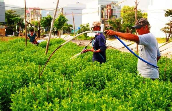 Bình Định: Thấp thỏm mùa hoa cúc Tết
