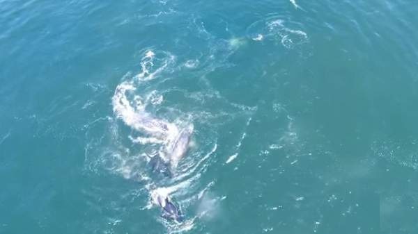 Cá voi xám mẹ bất lực nhìn đàn cá voi sát thủ tách con ra để ăn thịt