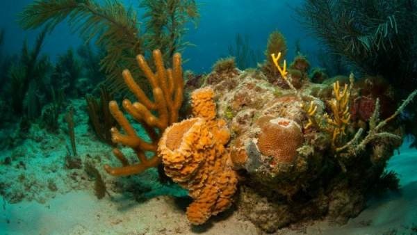 Phát hiện rạn san hô khổng lồ rộng 56.000km2 ngoài khơi Brazil