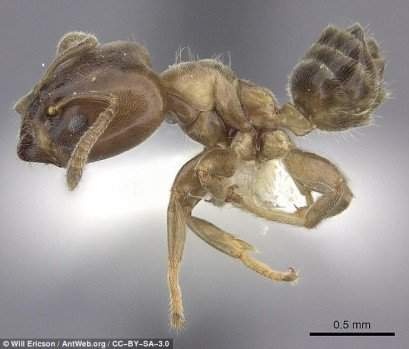 Rùng rợn với chiếc bẫy như thời Trung cổ của loài kiến nhỏ, xẻ thịt con mồi to gấp 50 lần