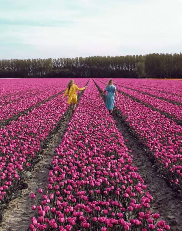 Sửng sốt trước vẻ đẹp choáng ngợp của cánh đồng 7 triệu bông tulip cùng nở rộ ở Hà Lan