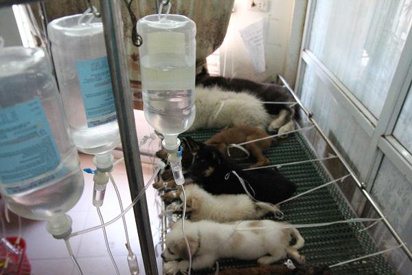 Hà Nội: Bệnh viện quá tải, chó mèo nằm chen chúc, xếp hàng chờ điều trị trong ngày nắng nóng