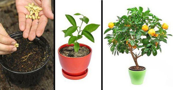5 loại cây ăn quả vứt hạt ra cũng sống, mấy tháng sau có quả ăn quanh năm