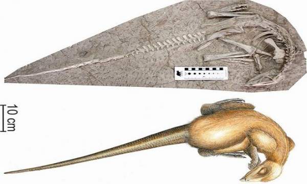 Hóa thạch 125 triệu năm của khủng long bị chôn sống