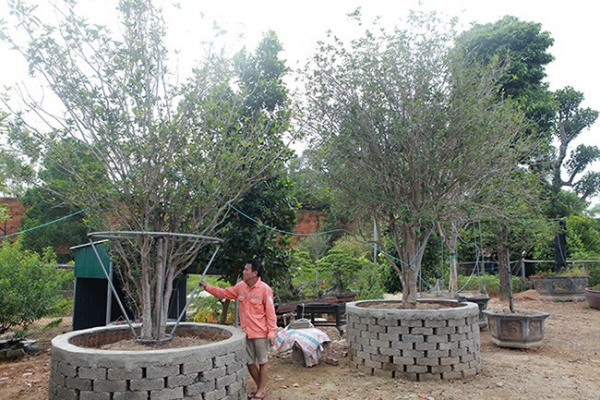 Vườn mộc hương quý hiếm nhất Việt Nam của đại gia đất Tổ