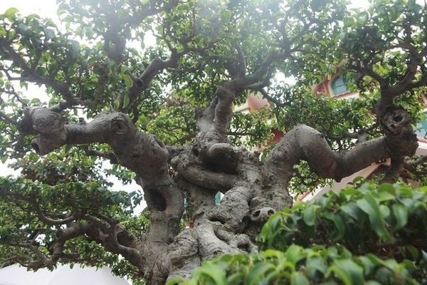 Các loại cây Sanh cảnh đẹp, ý nghĩa và cách trồng giúp tạo dáng đẹp