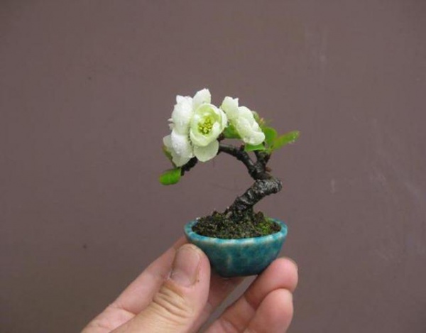 Cây bonsai là gì, nguồn gốc, phân loại và những loại cây đẹp