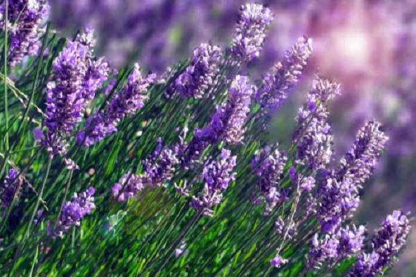 Hoa Oải Hương Lavender - Công dụng, ý nghĩa và cách trồng tại nhà