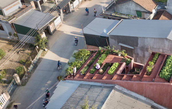 Nhà "ruộng bậc thang" mái phủ kín rau xanh của vợ chồng Việt được báo Mỹ hết lời khen
