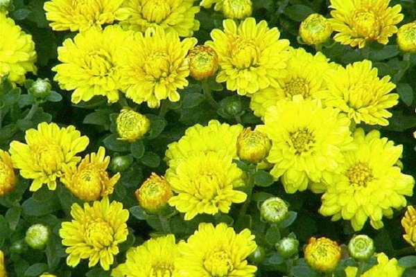 Hoa Cúc - Đặc điểm, ý nghĩa, công dụng và cách trồng giúp hoa nở đẹp