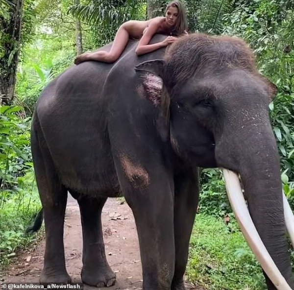 Khỏa thân cưỡi voi chụp ảnh, cô gái bị dân mạng liên tục lên án: "Quá tầm thường"