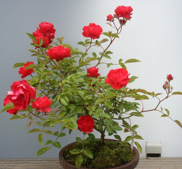 Cách trồng hoa hồng sau Tết, đừng vứt đi phí của, để lại vài tháng sau có hoa mới
