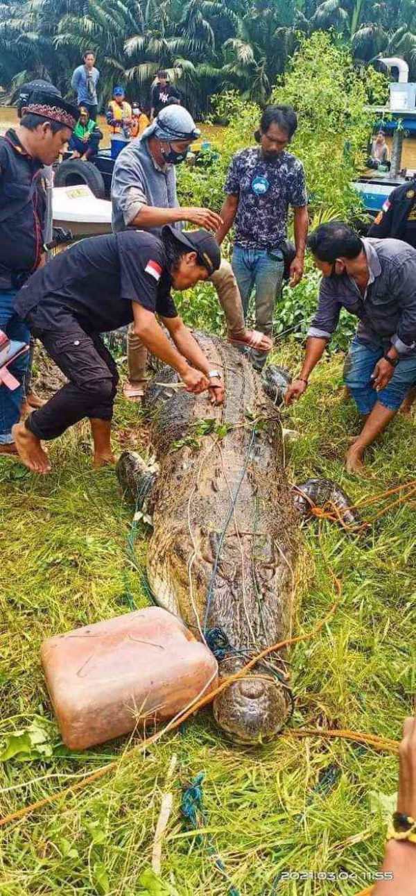 Mổ bụng cá sấu khổng lồ, tìm thấy thi thế bé trai còn nguyên vẹn