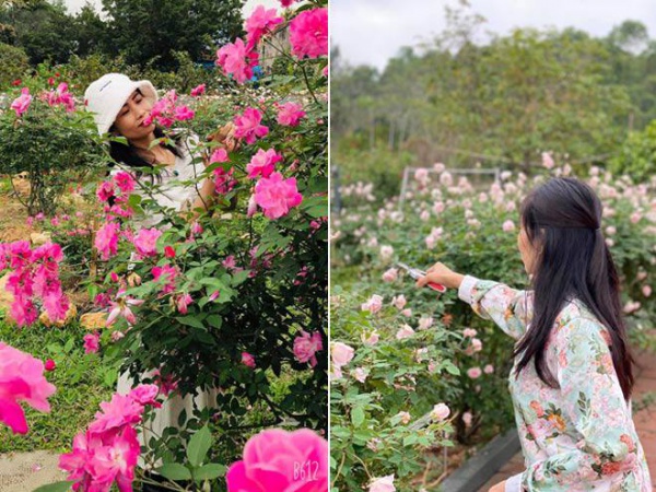 Mê mẩn vườn hồng đẹp như mơ, rộng hàng nghìn m2 của bà mẹ Hà thành
