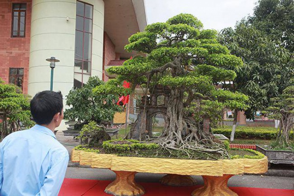 Mãn nhãn cây sanh “hồn quê đất Việt”, khách trả 6 tỷ chủ nhân chưa bán