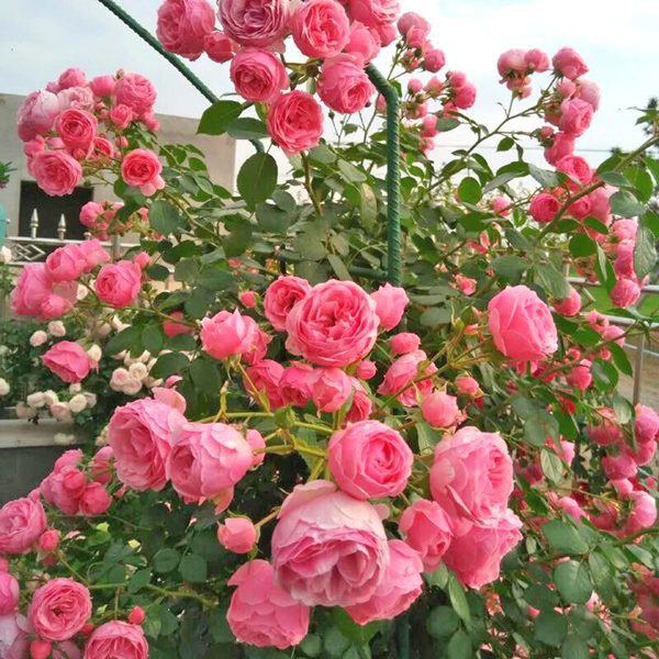 7 loại hoa này khi nở sẽ tươi tắn hàng ngày, để ban công có hoa nở quanh năm
