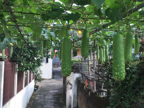 Ông bố Phú Thọ làm vườn sân thượng theo bí quyết riêng, rau quả xanh tốt quanh năm