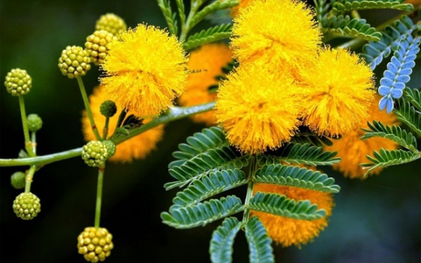 Hoa Mimosa là hoa gì? Ý nghĩa và cách trồng loài hoa đẹp độc lạ