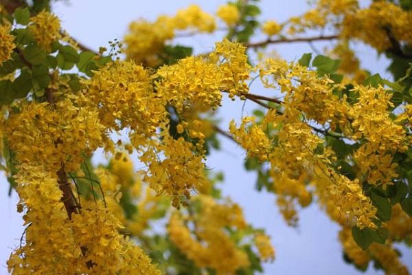 Hoa Bọ Cạp vàng: Đặc điểm, nguồn gốc, ý nghĩa và cách trồng