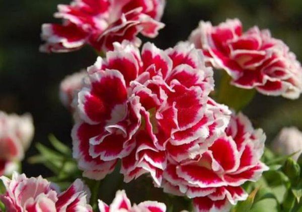 5 loại “nước hoa” tự nhiên này nếu đặt một chậu trong nhà nở ra vừa thơm vừa đẹp