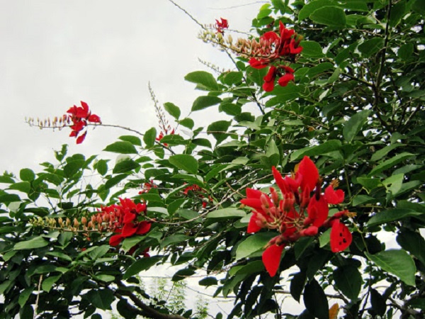 Cây Osaka đỏ: Đặc điểm, hình ảnh, cách trồng và chăm sóc cây ra hoa đẹp