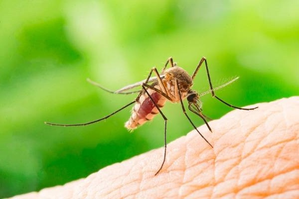 Cách đuổi muỗi trong phòng tự nhiên hiệu quả tại nhà