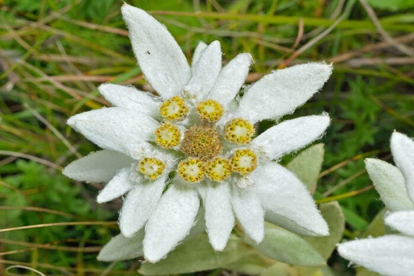 Hoa Nhung Tuyết: Đặc điểm, ý nghĩa và cách chăm sóc giúp hoa nở đẹp