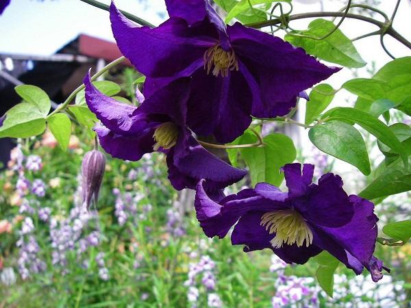 Hoa Ông Lão: Cách trồng và chăm sóc giúp hoa nở đẹp