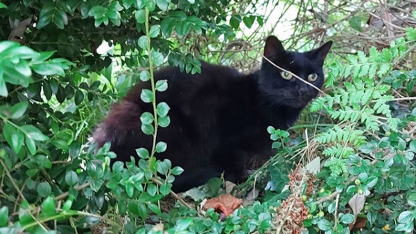 Thấy con mèo đen hành động bất thường, người phụ nữ đi theo phát hiện điều bất ngờ