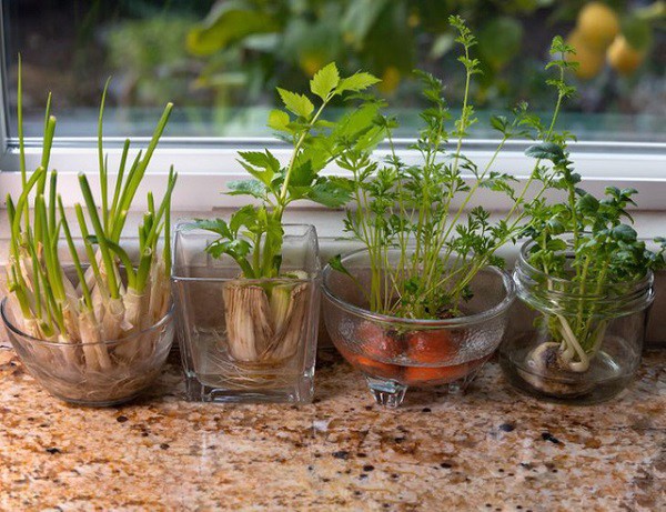 Những cách biến cửa sổ nhà thành khu vườn gia vị, không tốn tiền vẫn có rau ăn