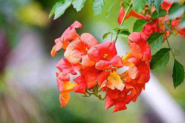 Hoa Lan Tiêu: kỹ thuật trồng và chăm sóc giúp hoa nở rực rỡ