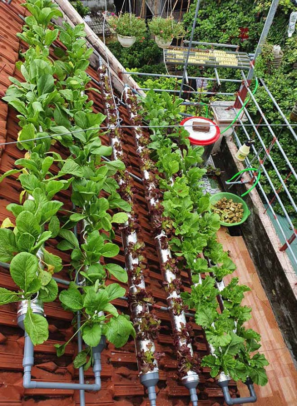 Cô giáo Thái Bình làm vườn 6m2 trên mái nhà, bội thu rau xanh mướt, chỉ tốn 2 triệu đồng