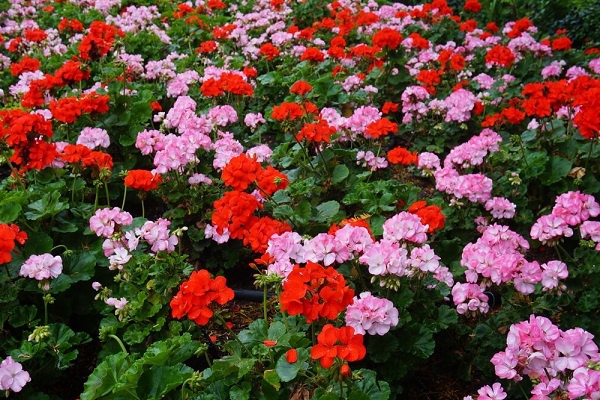Hoa Phong Lữ Thảo: Đặc điểm, ý nghĩa và cách trồng ra hoa đẹp