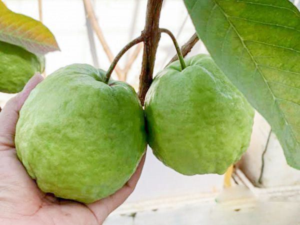 4 loại trái cây thích hợp trồng ban công, cho tỷ lệ sống cao, nhà nức mùi trái cây