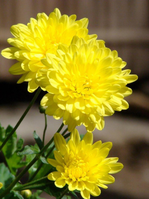5 loại hoa mang ý nghĩa tài lộc, rằm tháng Chạp nên mua cắm