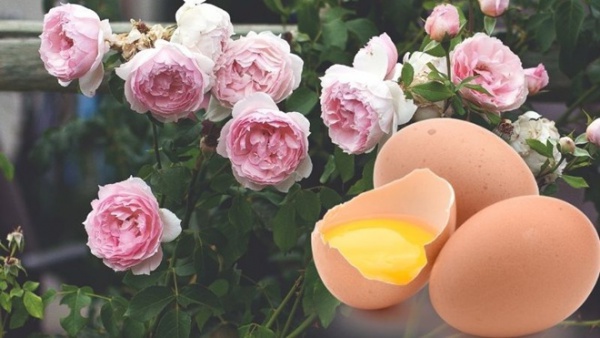 Trứng gà là "siêu thực phẩm" của hoa hồng, bón 1 chút vào gốc hoa sẽ tuôn thành thảm