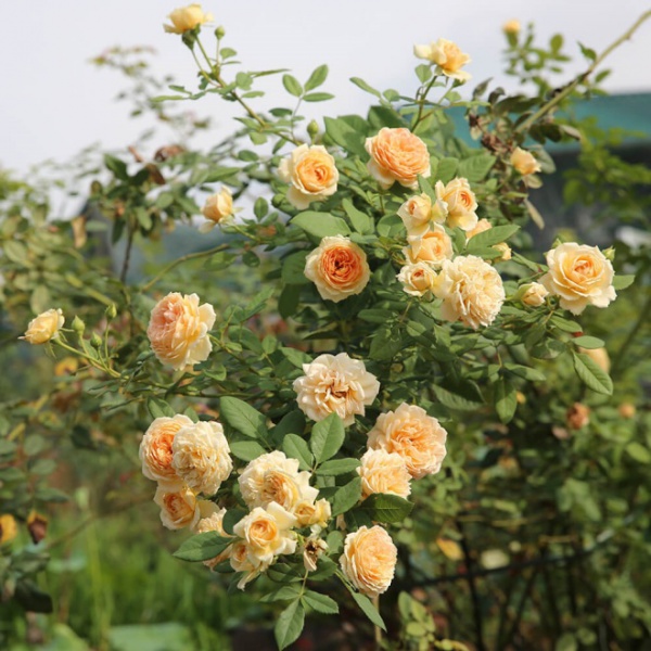 2 loại hoa hồng này là "vua hoa", khi nở biến tường thành biển hương, thơm nức