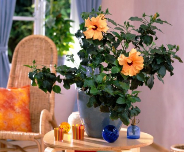 3 loại hoa là "con" của mặt trời, trồng một chậu ngoài ban công nở rực rỡ