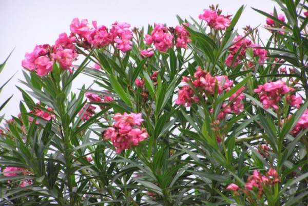 4 loại hoa "xui xẻo", đẹp đến đâu cũng không nên trưng trong nhà kẻo ảnh hưởng đến sức khỏe